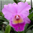 /album/brassolaeliocattleya/blc-hawaiian-fascination-jpg/